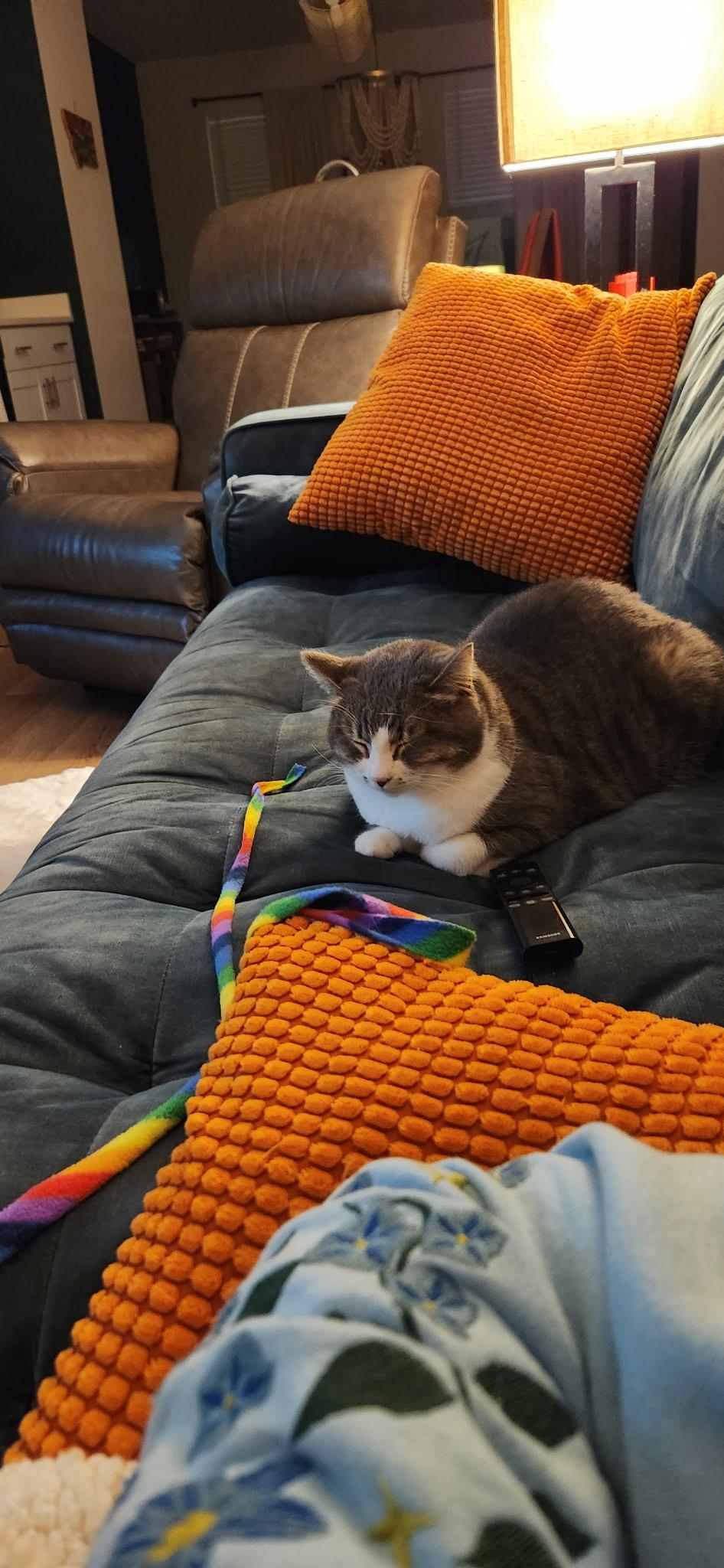 JouxJoux, Adoptable, Adult Female Domestic Short Hair.