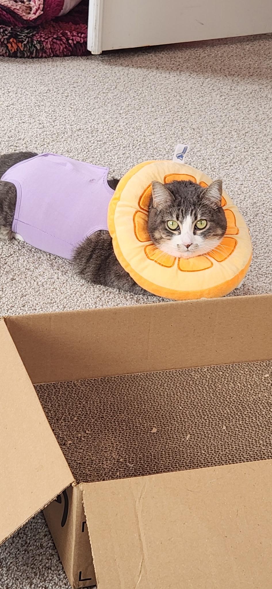 JouxJoux, a Adoptable Domestic Short Hair in Seattle, WA image 3/6