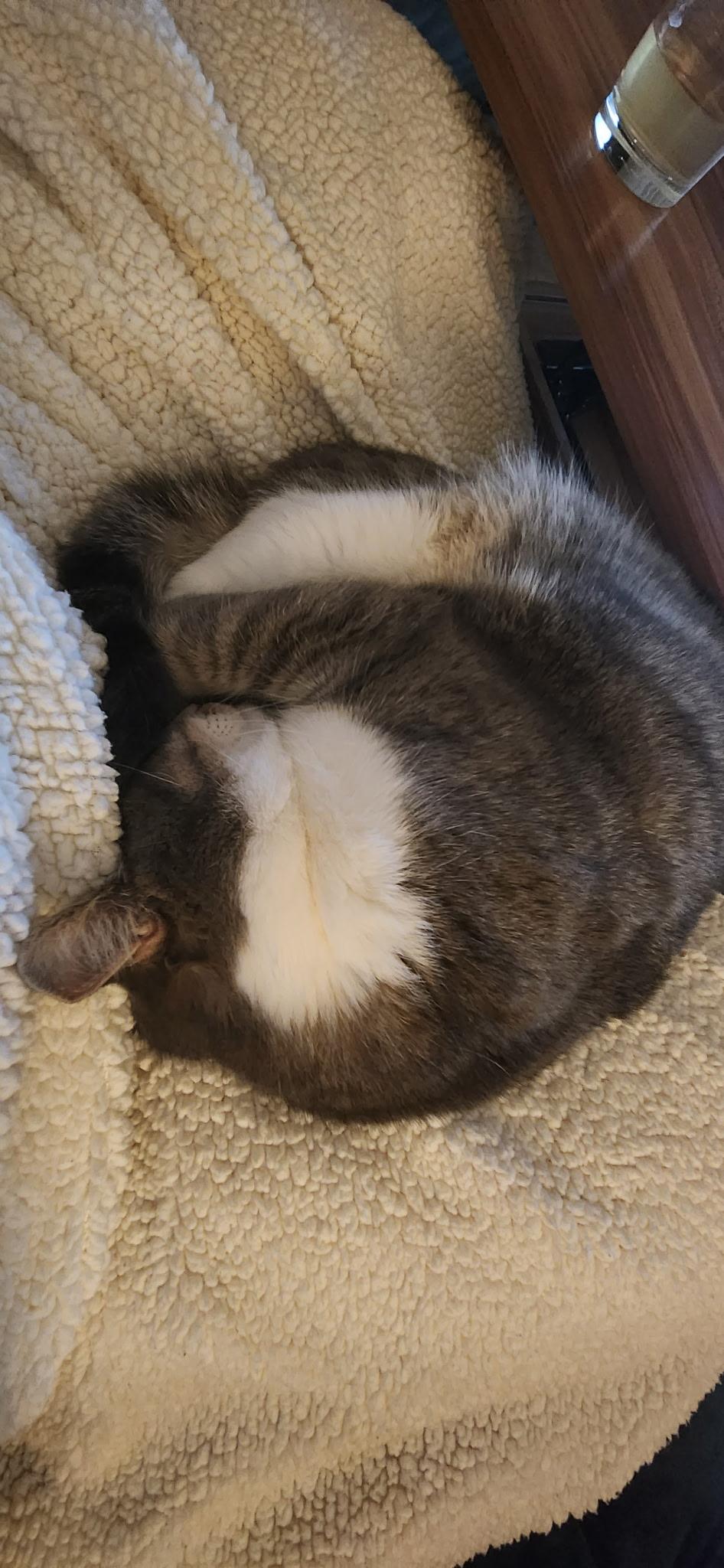 JouxJoux, a Adoptable Domestic Short Hair in Seattle, WA image 5/6