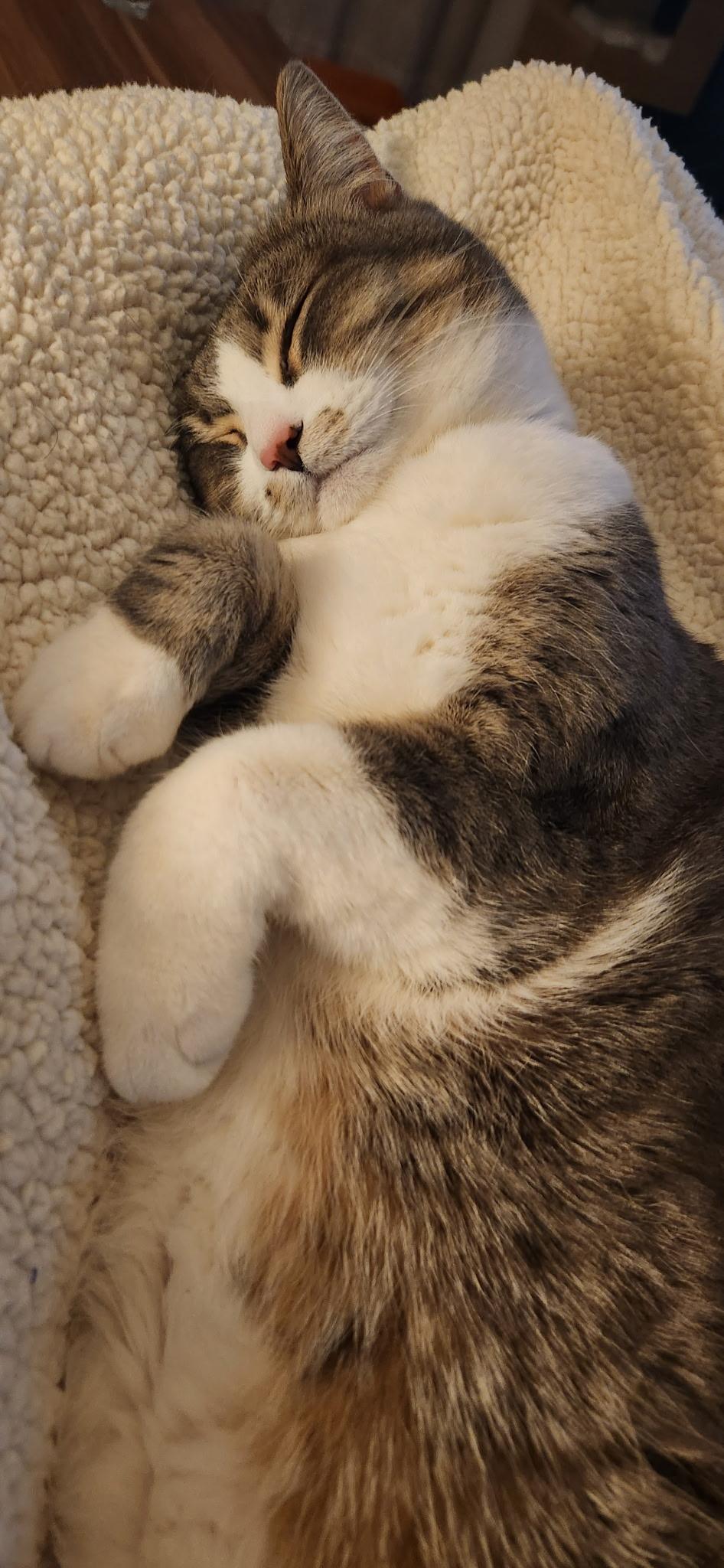 JouxJoux, a Adoptable Domestic Short Hair in Seattle, WA image 6/6