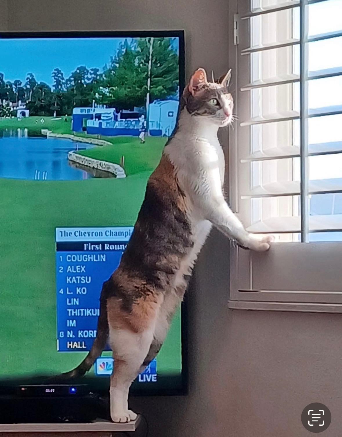 Taz, Adoptable, Adult Female Calico.