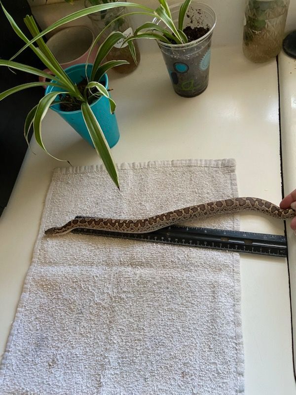 Blinky, a Adopted Boa in Concord, CA image 1/3