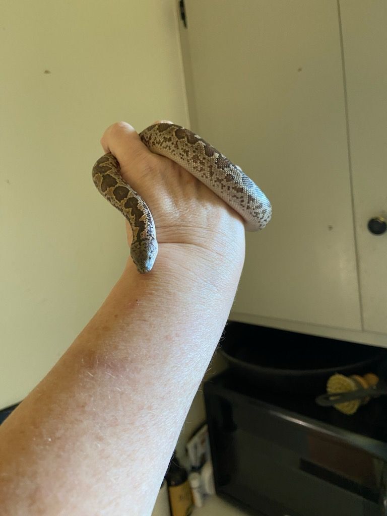 Blinky, a Adopted Boa in Concord, CA image 2/3