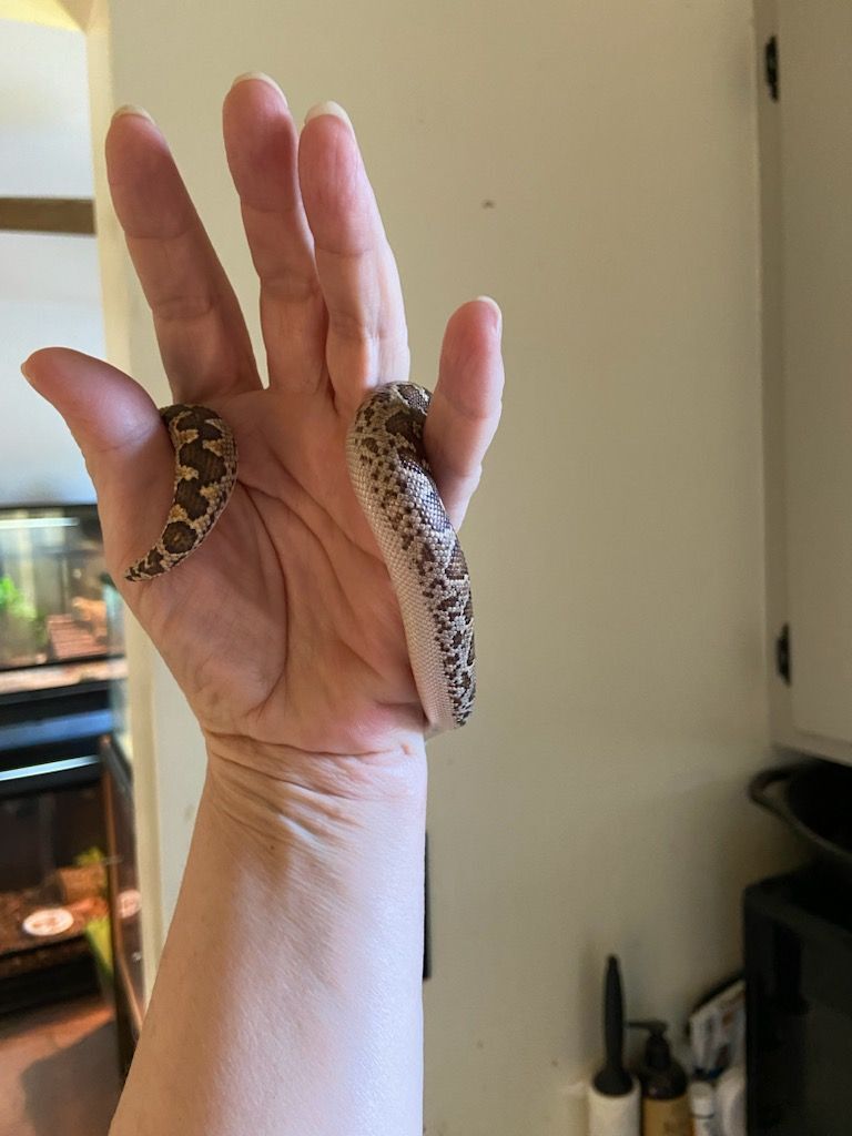 Blinky, a Adopted Boa in Concord, CA image 3/3