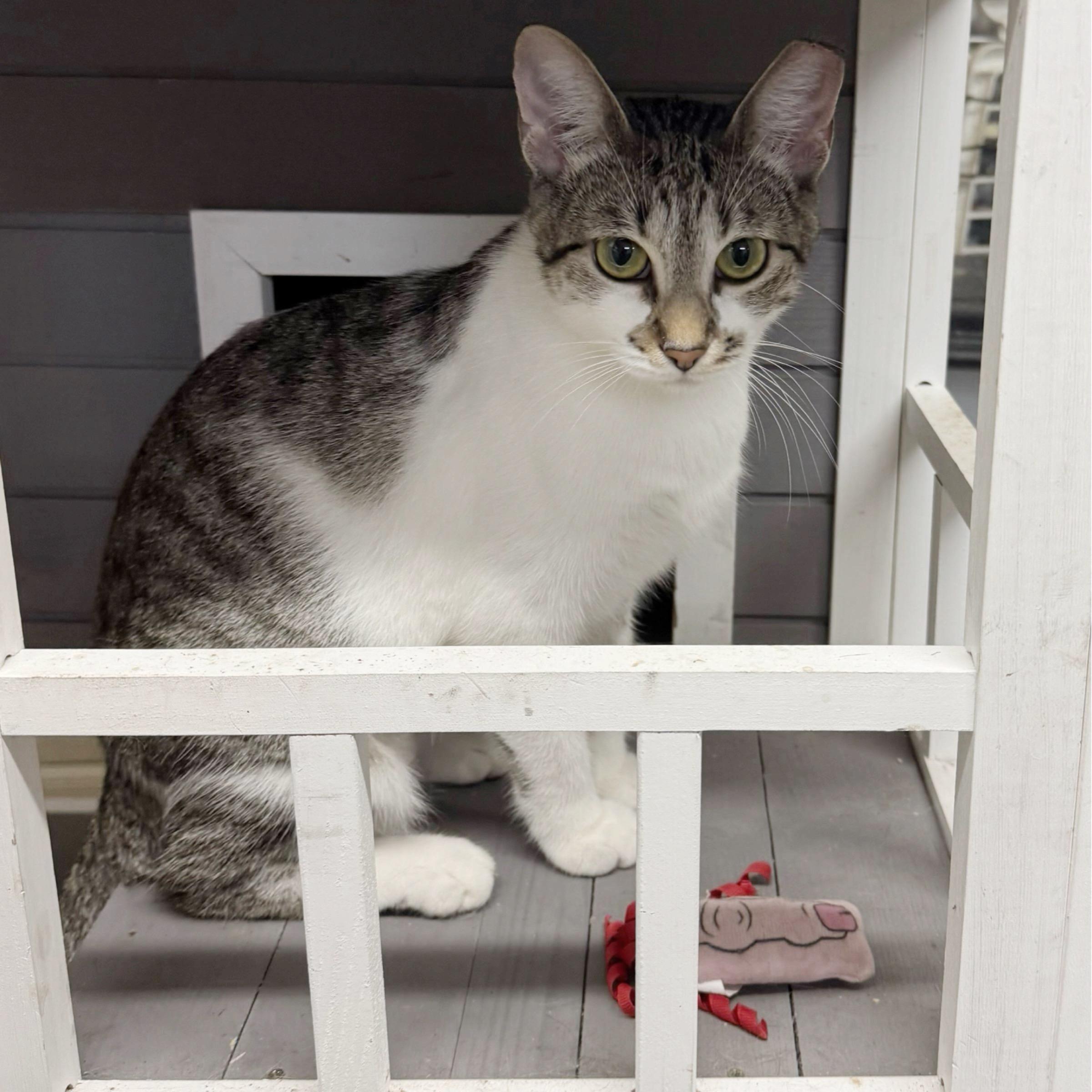 Enlarge Omi, an adopted mixed breed in Kingwood, TX image 5/6