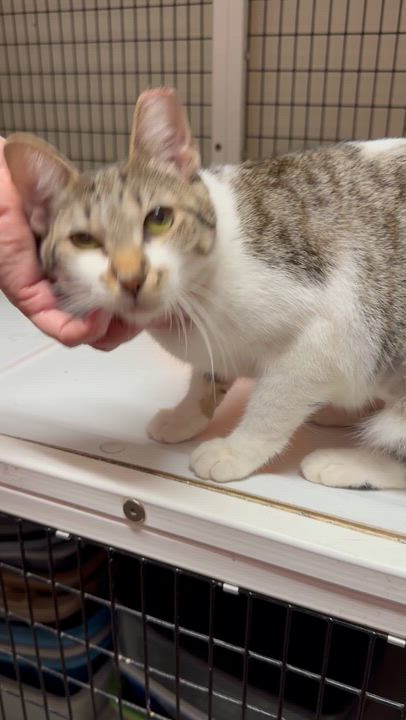 Enlarge Omi, an adopted mixed breed in Kingwood, TX video 6/6