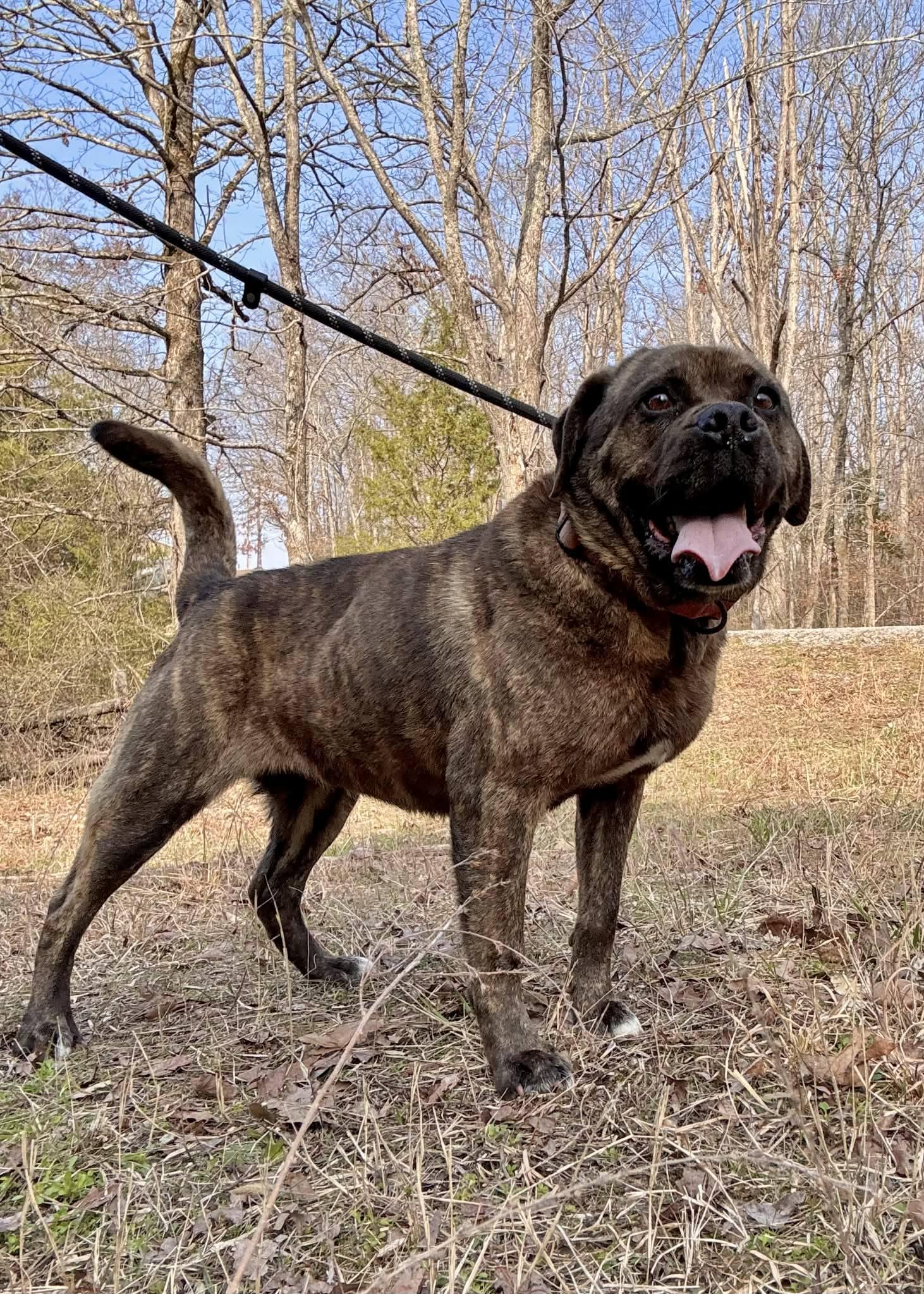 UNIQUE (UNI), ADOPTABLE, Adult Female Saint Bernard & Pug.