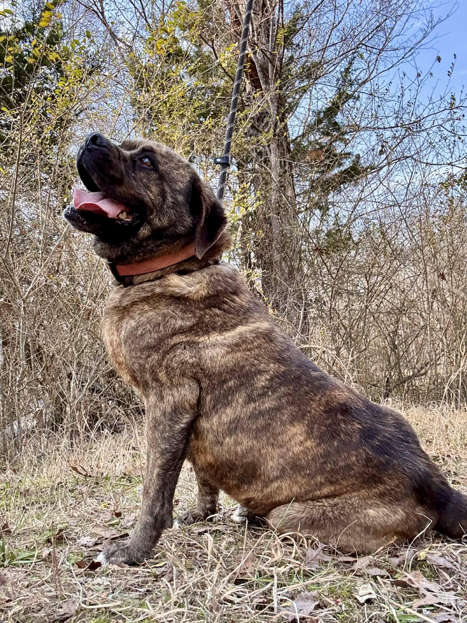 Enlarge UNIQUE (UNI), a ADOPTABLE mixed breed in Waverly, TN image 3/3