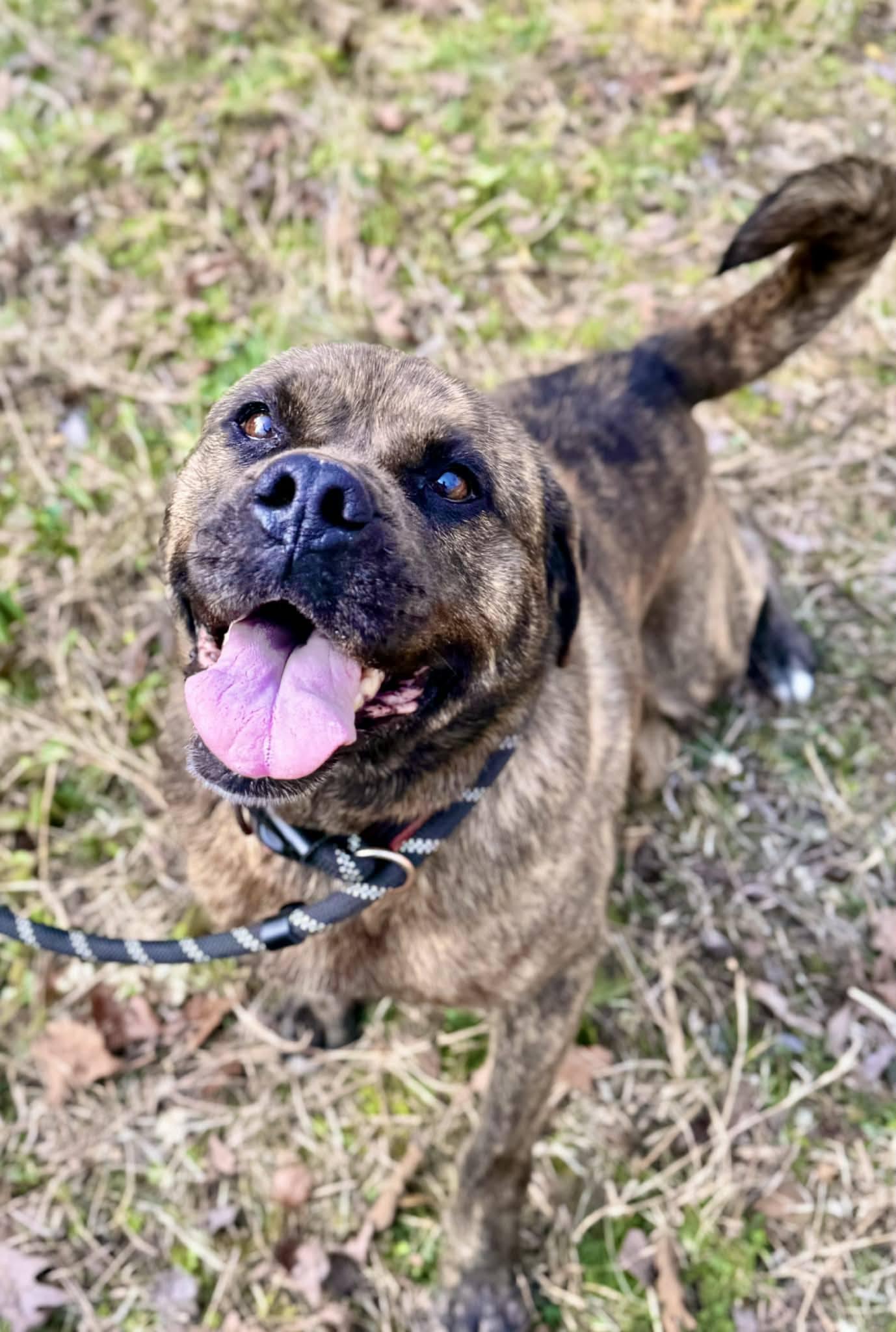 Enlarge UNIQUE (UNI), a ADOPTABLE mixed breed in Waverly, TN image 2/3