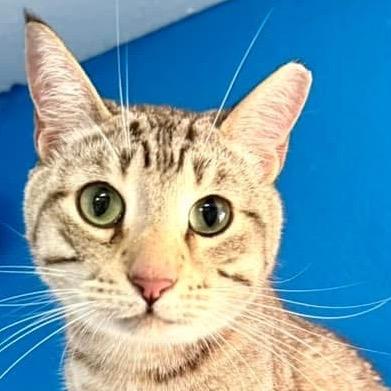 Enlarge Rafiki, a Adoptable Domestic Short Hair in Sarasota, FL image 1/6