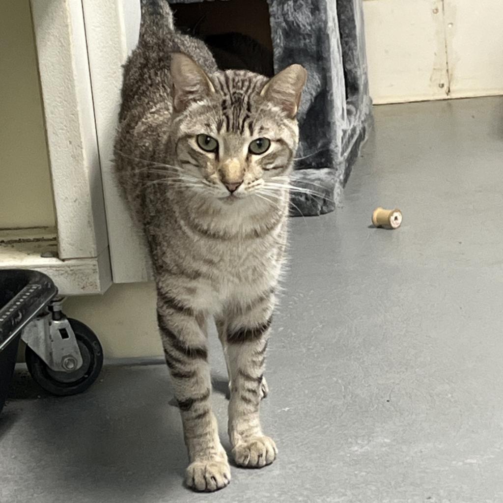 Enlarge Rafiki, a Adoptable Domestic Short Hair in Sarasota, FL image 2/6