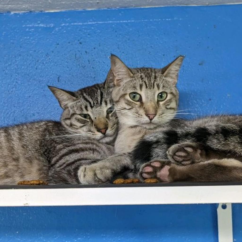 Enlarge Rafiki, a Adoptable Domestic Short Hair in Sarasota, FL image 3/6