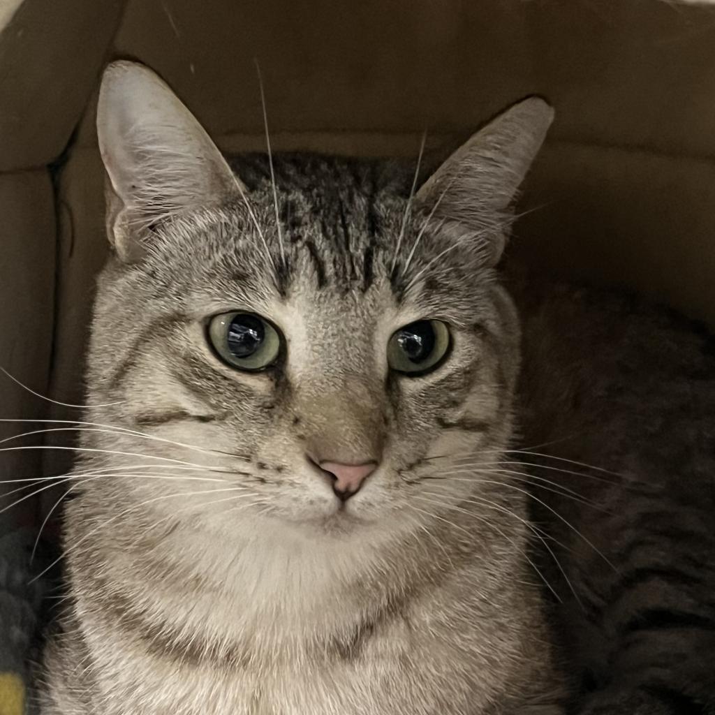 Enlarge Rafiki, a Adoptable Domestic Short Hair in Sarasota, FL image 4/6