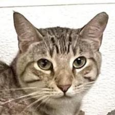 Enlarge Rafiki, a Adoptable Domestic Short Hair in Sarasota, FL image 5/6