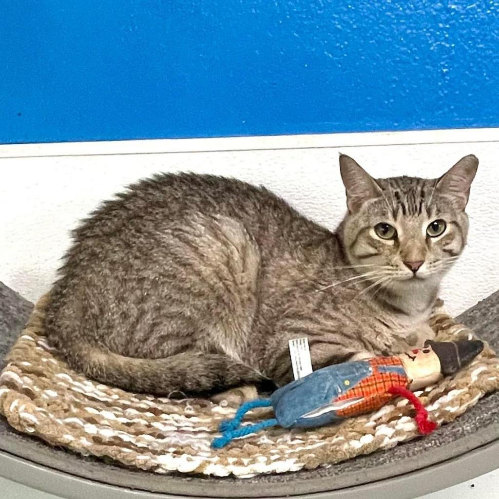 Enlarge Rafiki, a Adoptable Domestic Short Hair in Sarasota, FL image 6/6