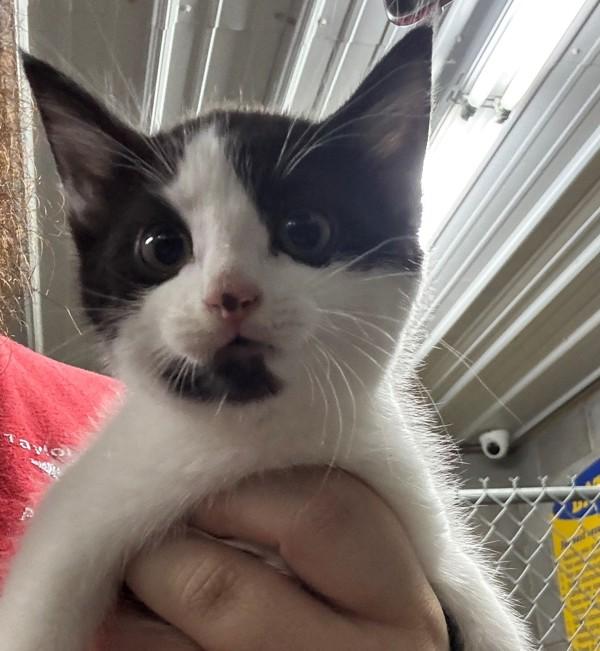 Calli, Adoptable, Kitten Female Domestic Short Hair.
