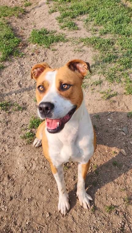 ROSCO, an adoptable Labrador Retriever in Reed City, MI, 49677 | Photo Image 2