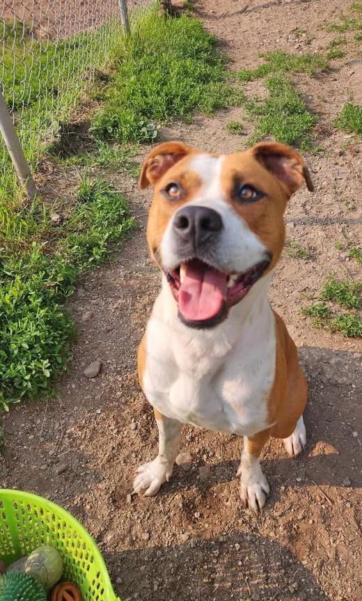 ROSCO, an adoptable Labrador Retriever in Reed City, MI, 49677 | Photo Image 3
