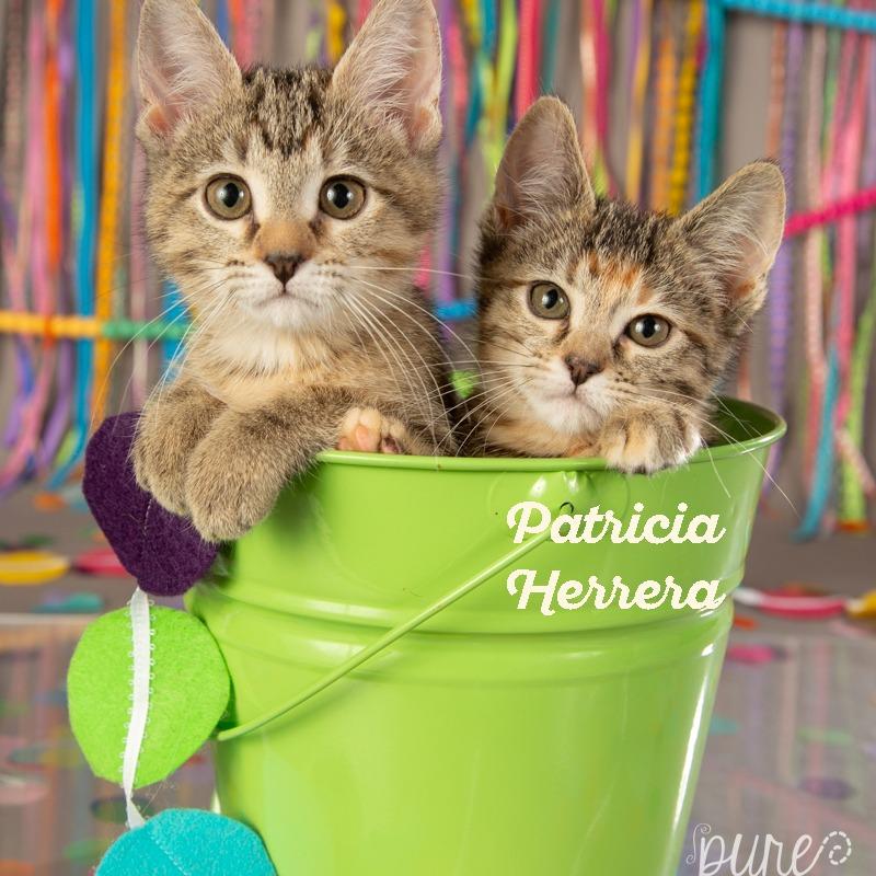 Carolina Herrera, Adoptable, Young Female Domestic Short Hair.