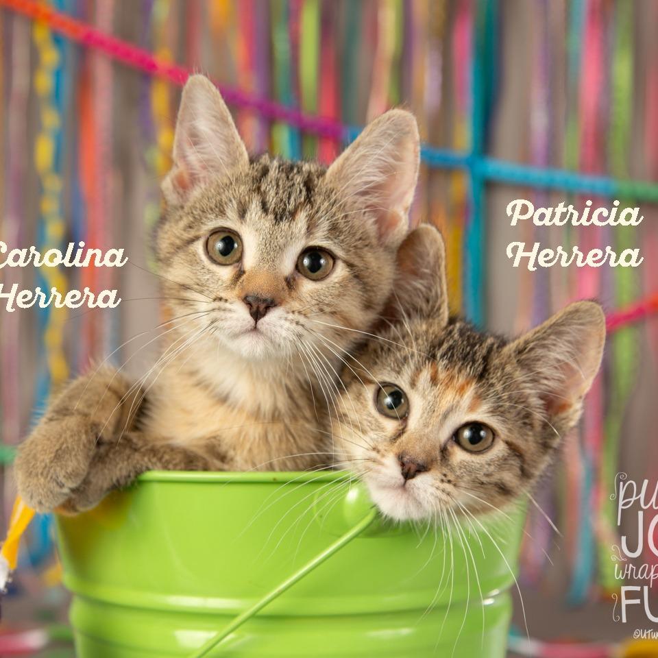 Carolina Herrera, a Adoptable Domestic Short Hair in Springfield, MO image 2/5