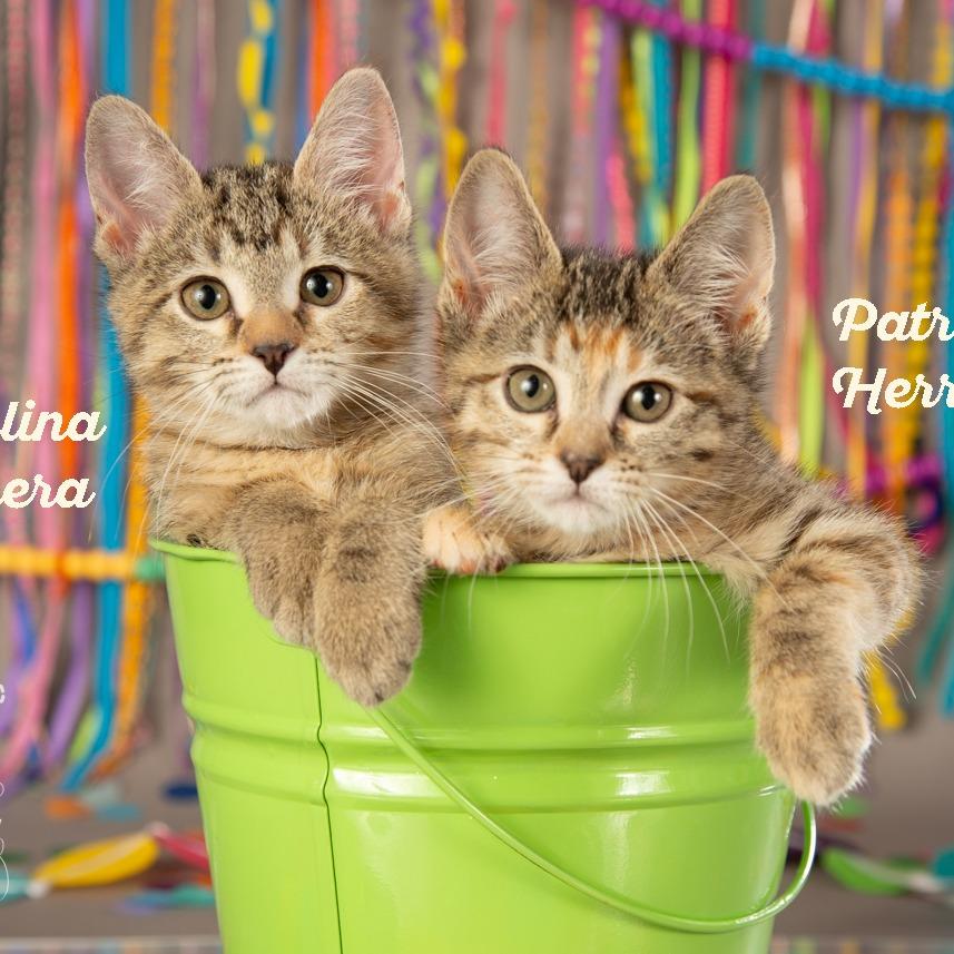 Carolina Herrera, a Adoptable Domestic Short Hair in Springfield, MO image 3/5