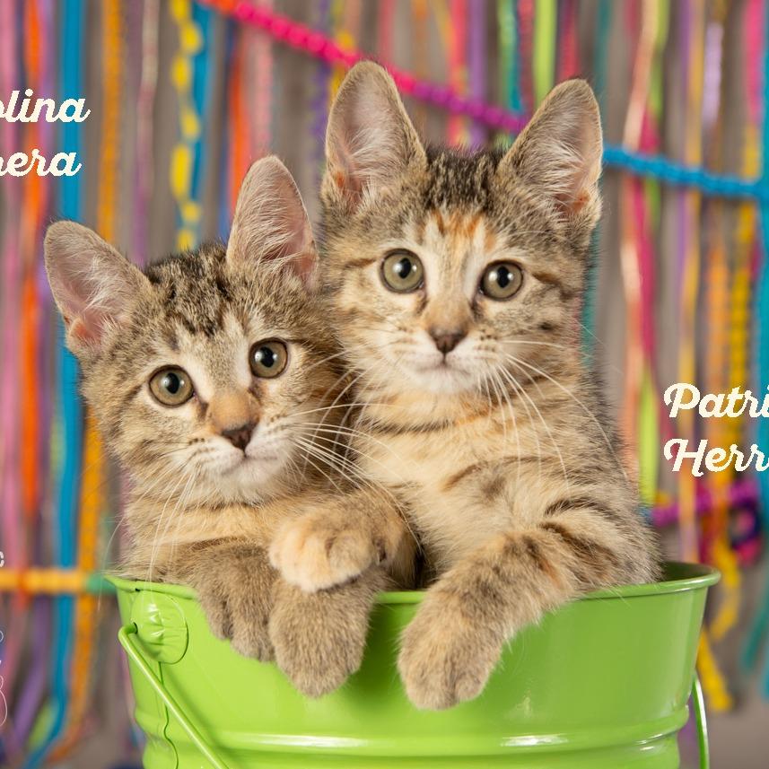 Carolina Herrera, a Adoptable Domestic Short Hair in Springfield, MO image 4/5