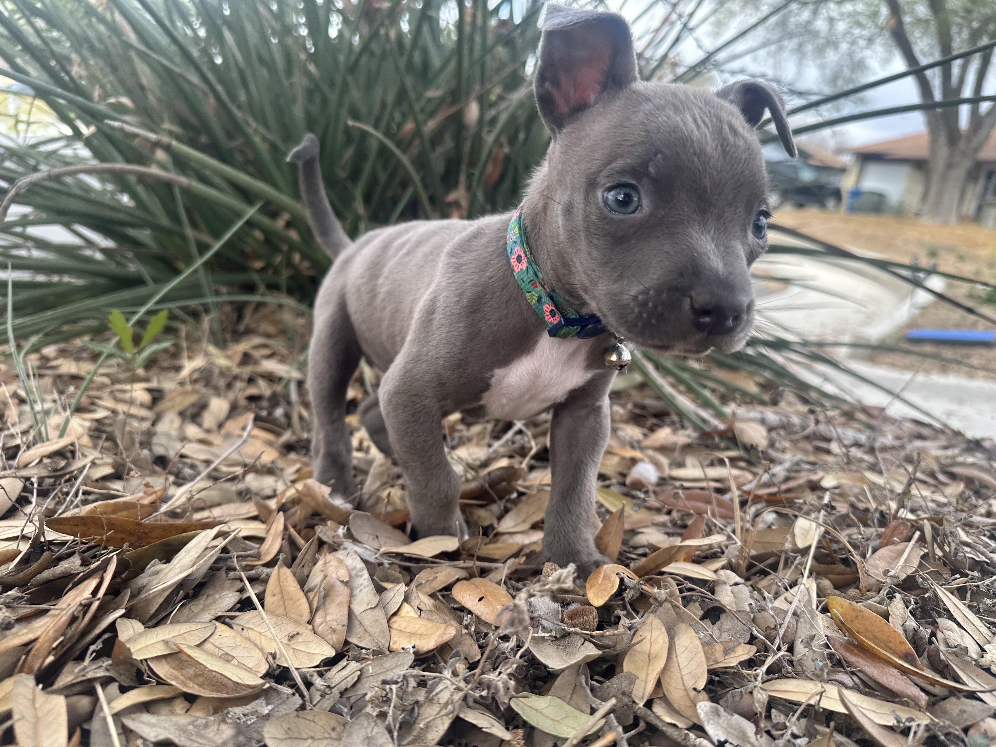 Fish Taco, ADOPTABLE, Puppy Male American Staffordshire Terrier & American Bully.