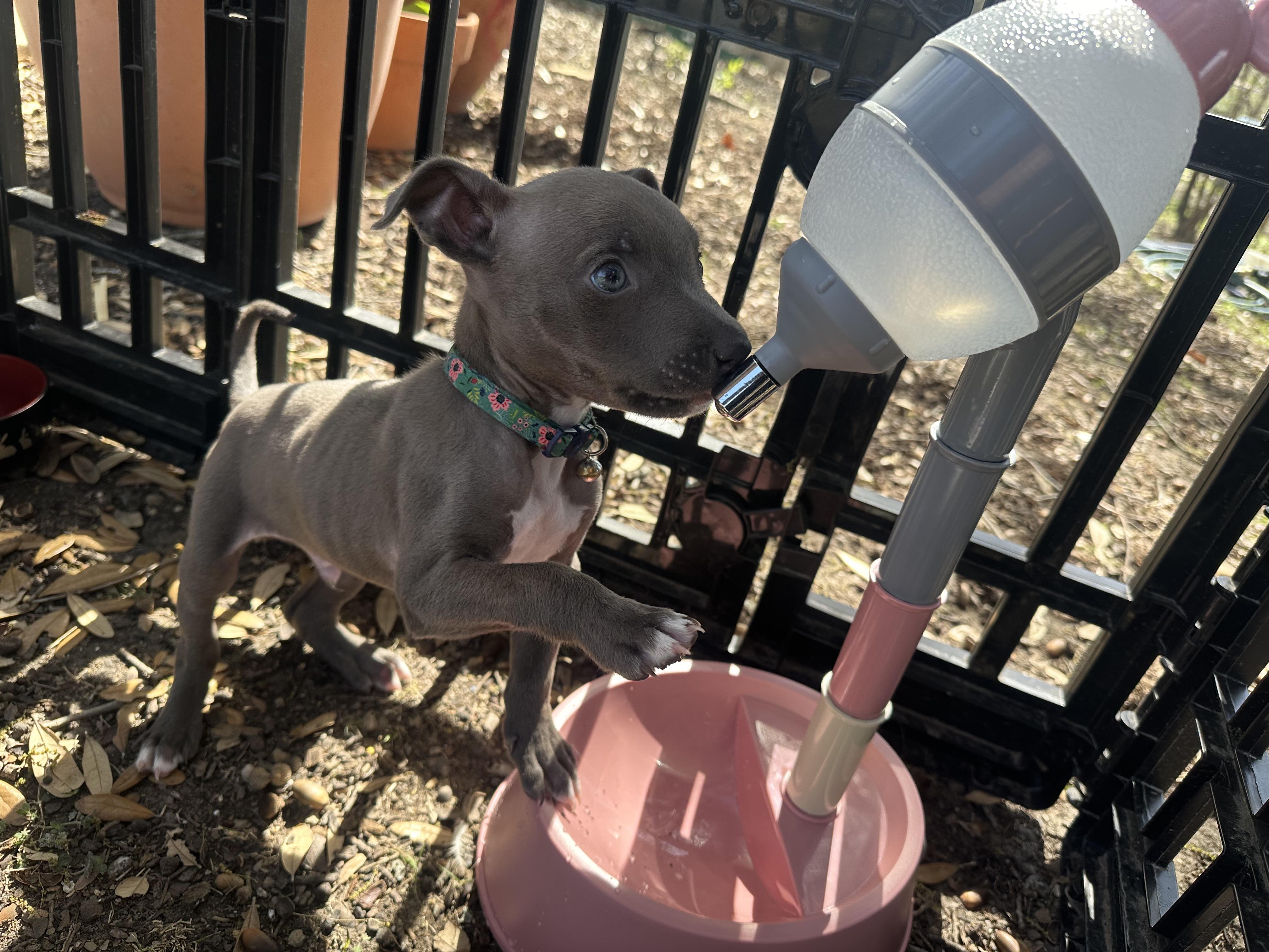 Enlarge Fish Taco, a ADOPTABLE mixed breed in kirby, TX image 2/6