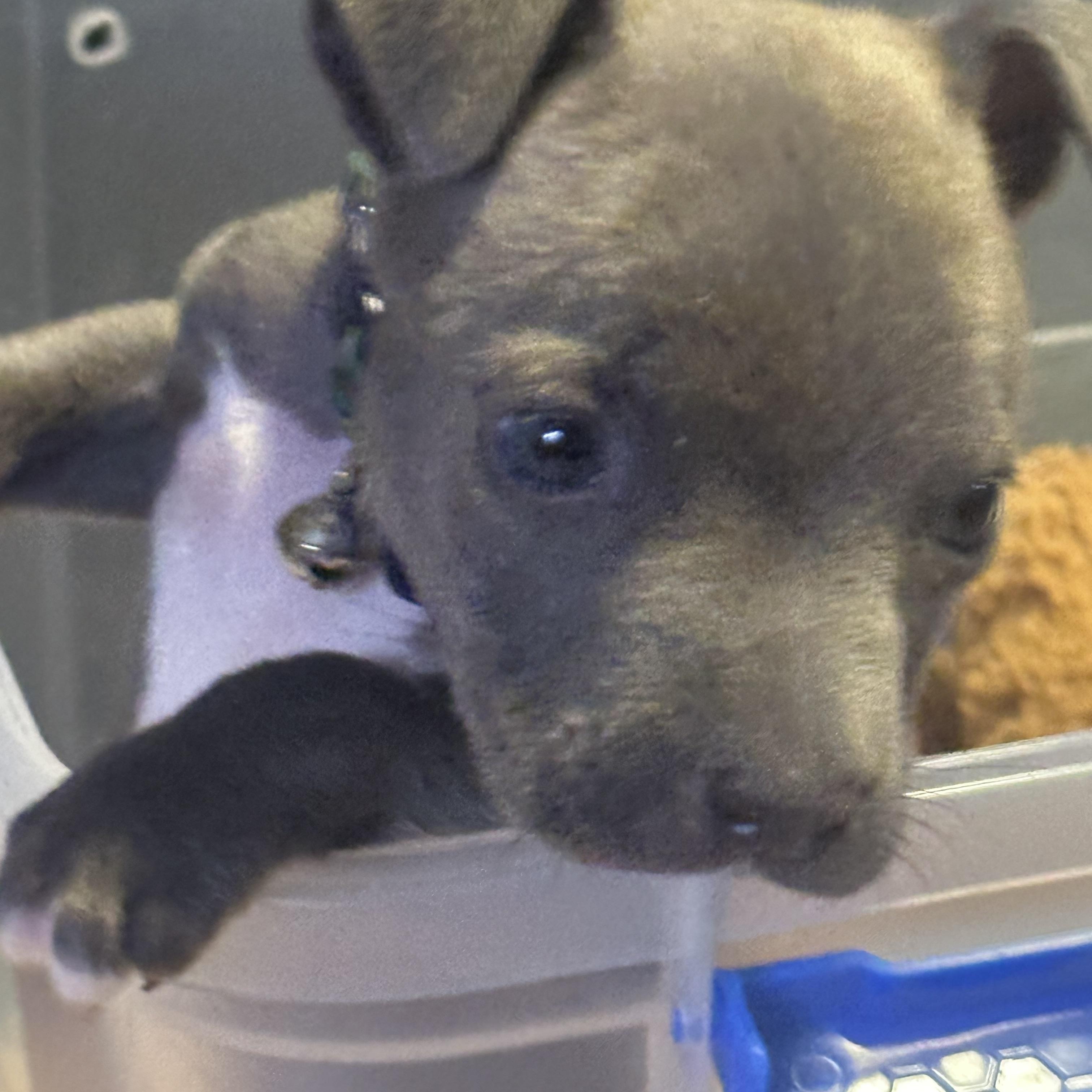 Enlarge Fish Taco, a ADOPTABLE mixed breed in kirby, TX image 3/6