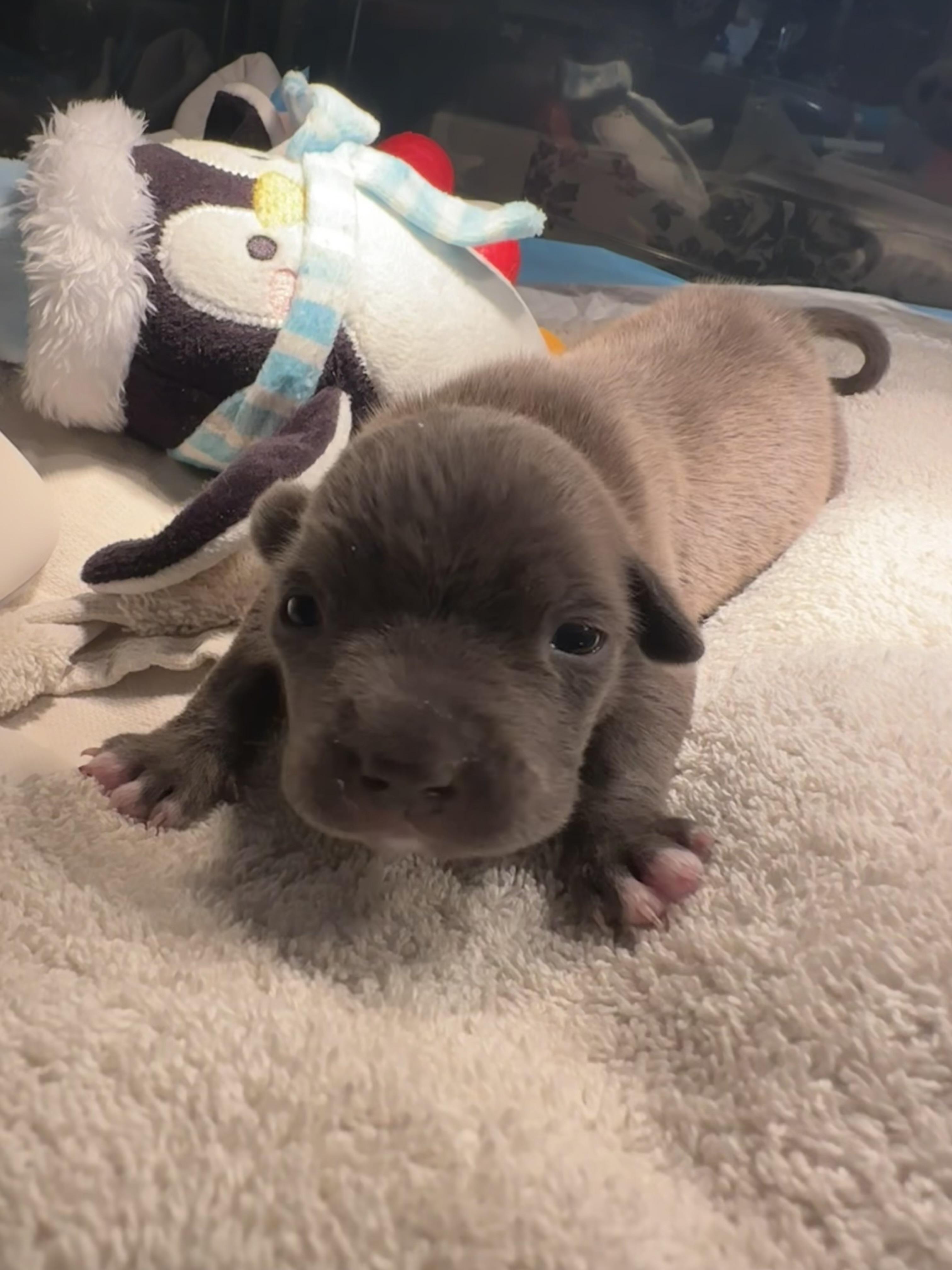 Enlarge Fish Taco, a ADOPTABLE mixed breed in kirby, TX image 4/6