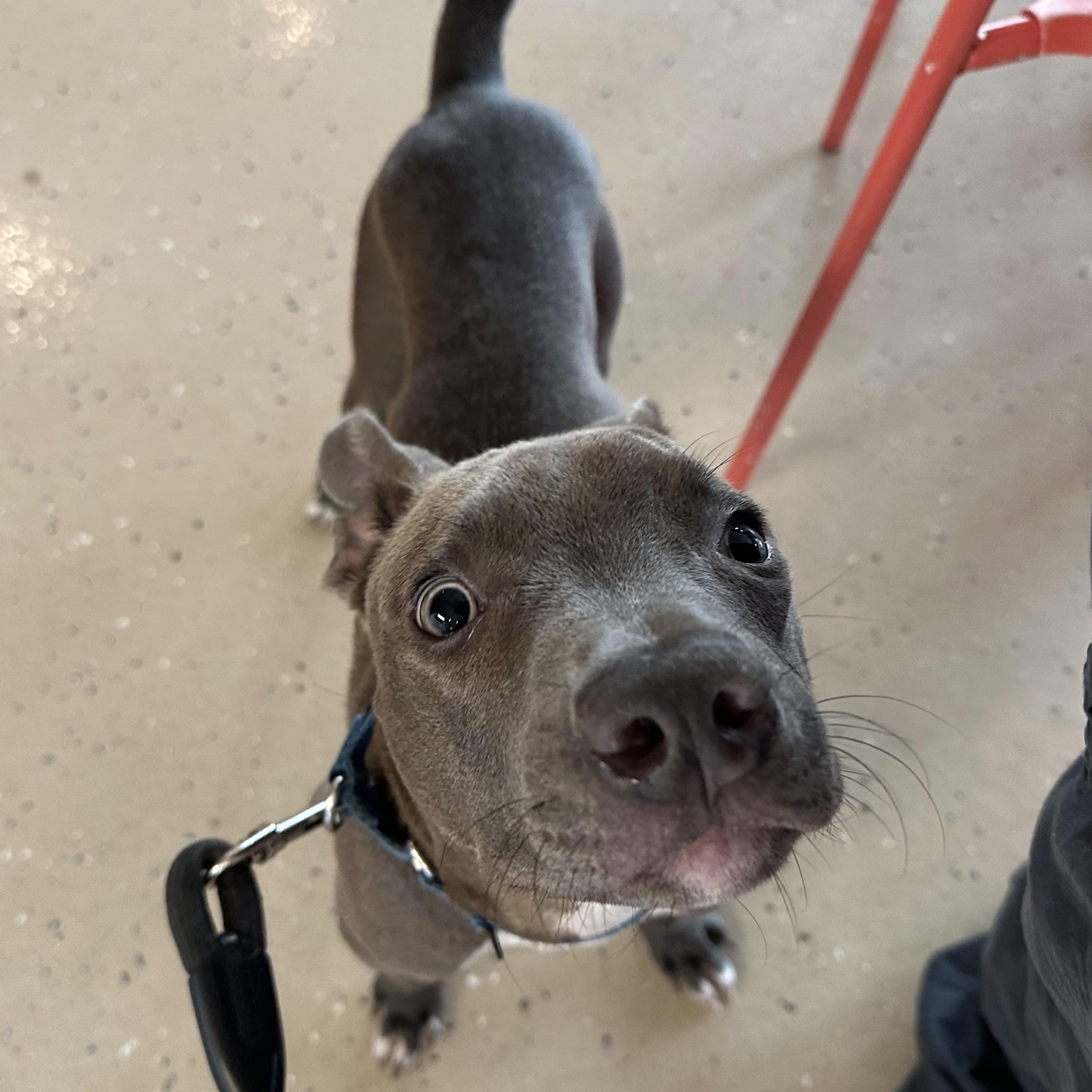 Enlarge Fish Taco, a Adoptable mixed breed in kirby, TX image 1/6