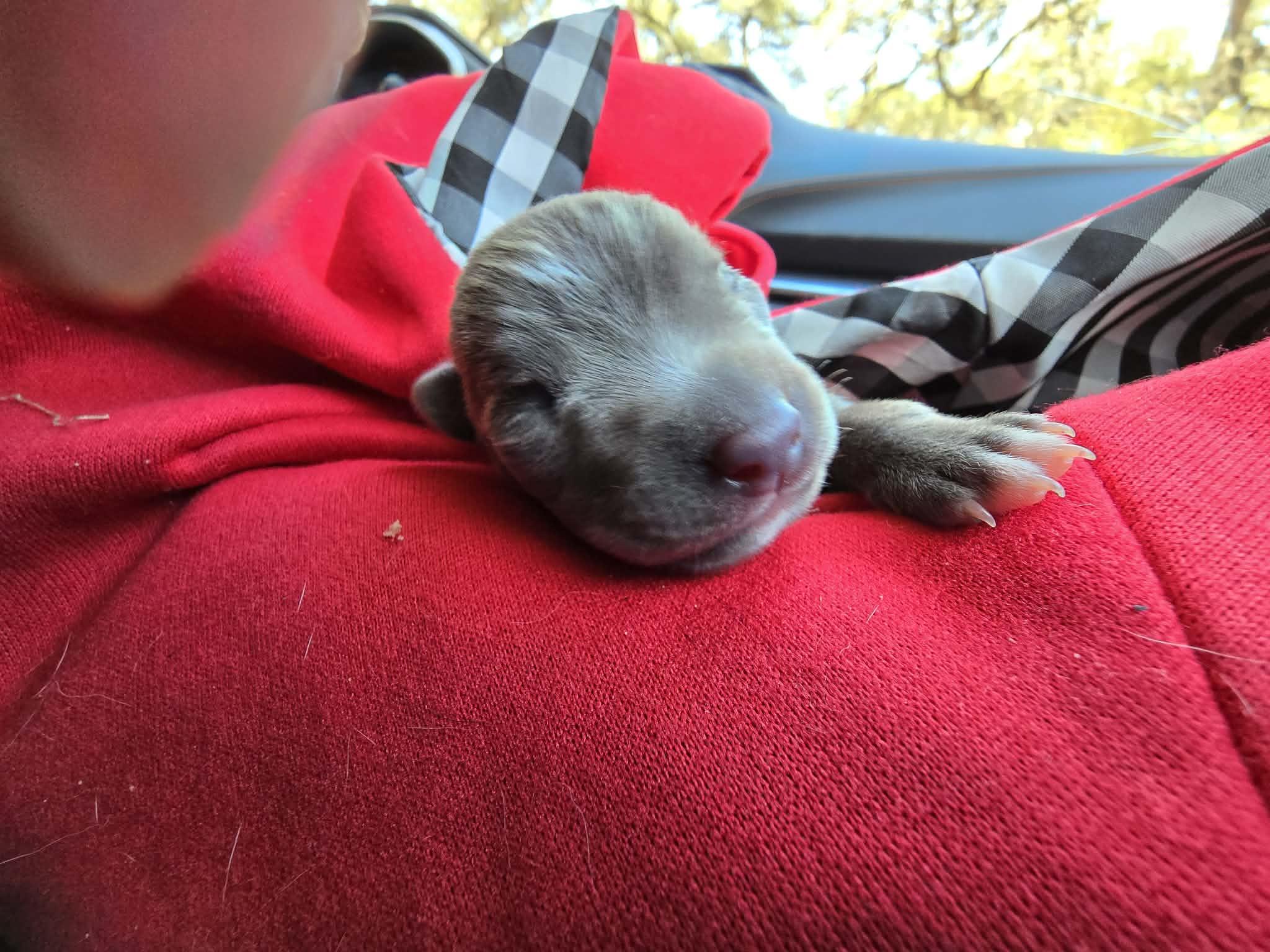 Enlarge Fish Taco, a ADOPTABLE mixed breed in kirby, TX image 6/6