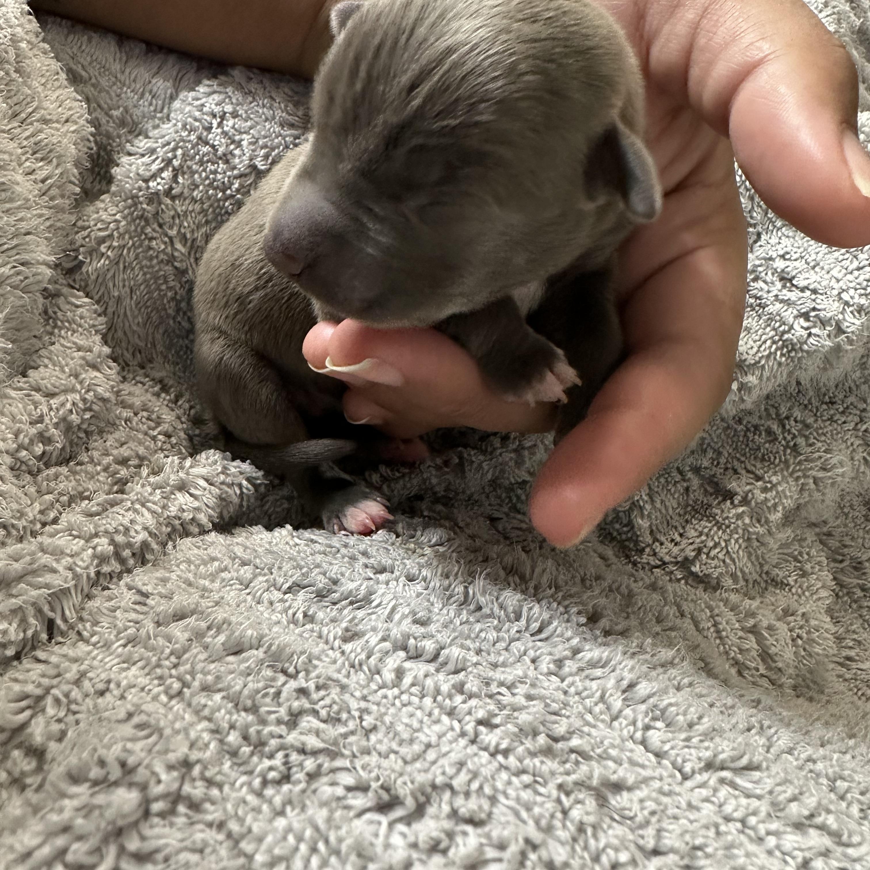 Enlarge Fish Taco, a ADOPTABLE mixed breed in kirby, TX image 5/6