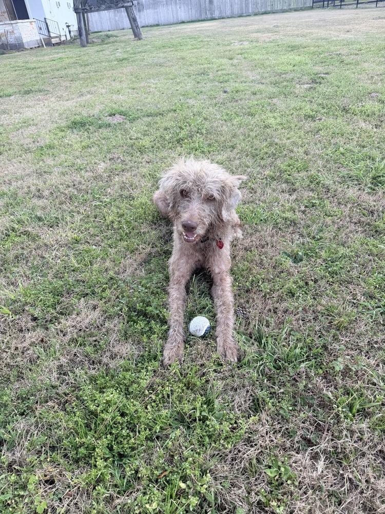 Slater, Adoptable, Adult Male Labradoodle.