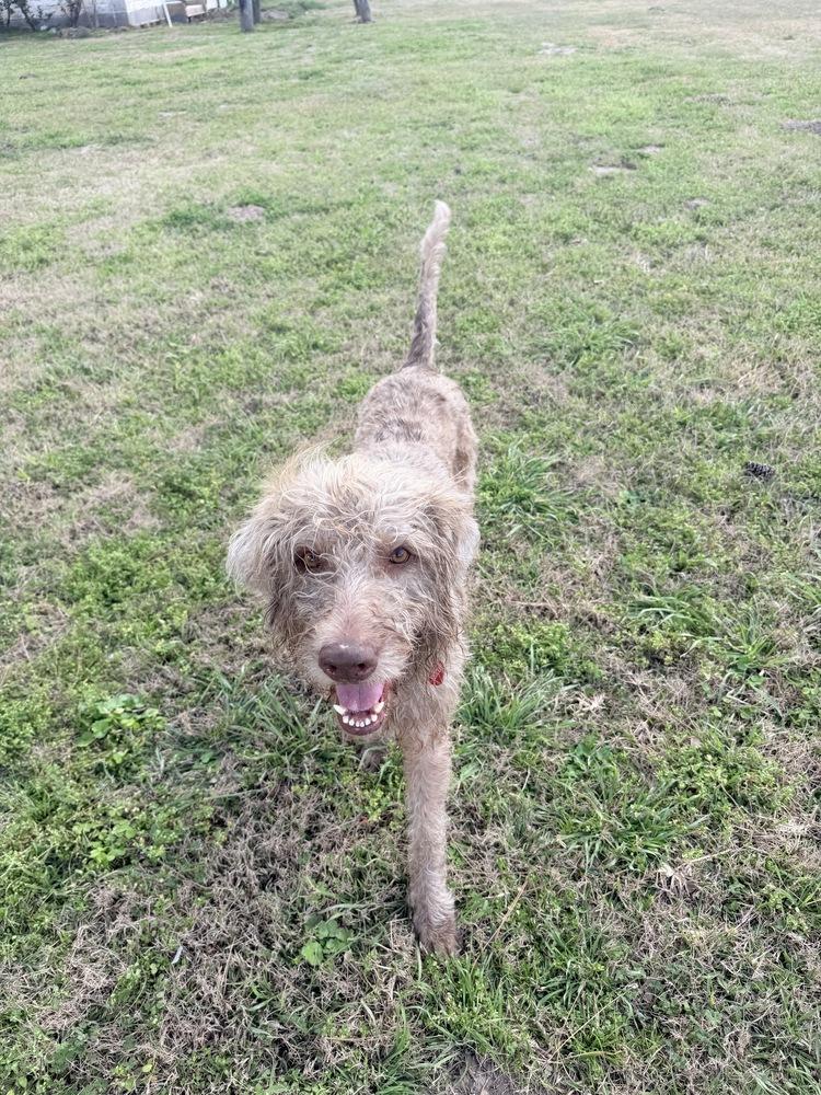 Enlarge Slater, a Adoptable mixed breed in Richmond, TX image 2/5