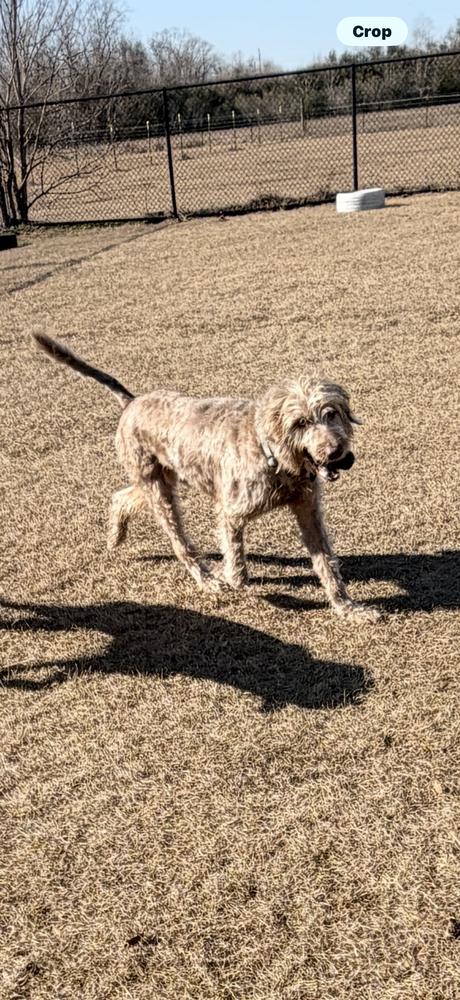 Enlarge Slater, a Adoptable mixed breed in Richmond, TX image 3/5