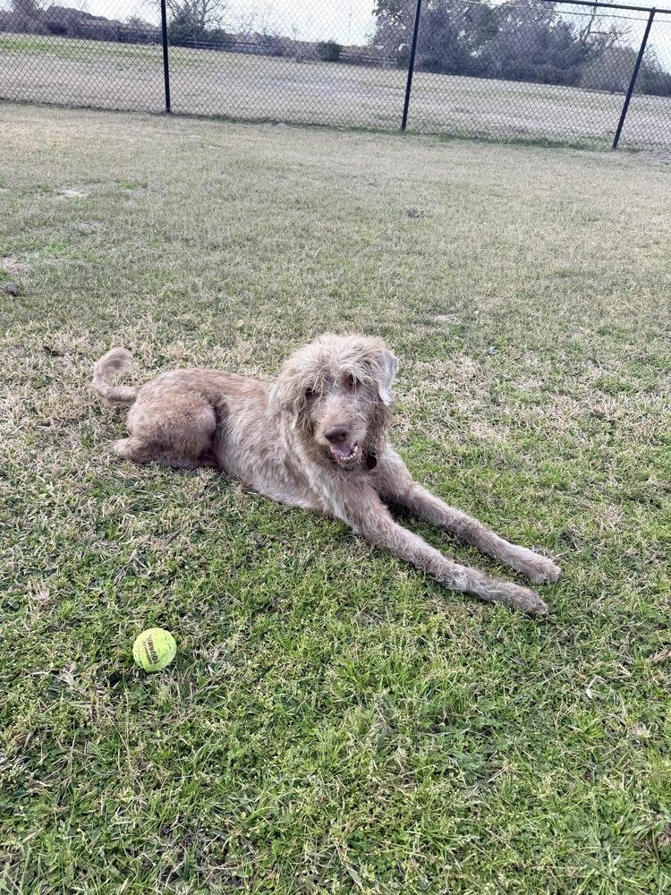 Enlarge Slater, a Adoptable mixed breed in Richmond, TX image 4/5