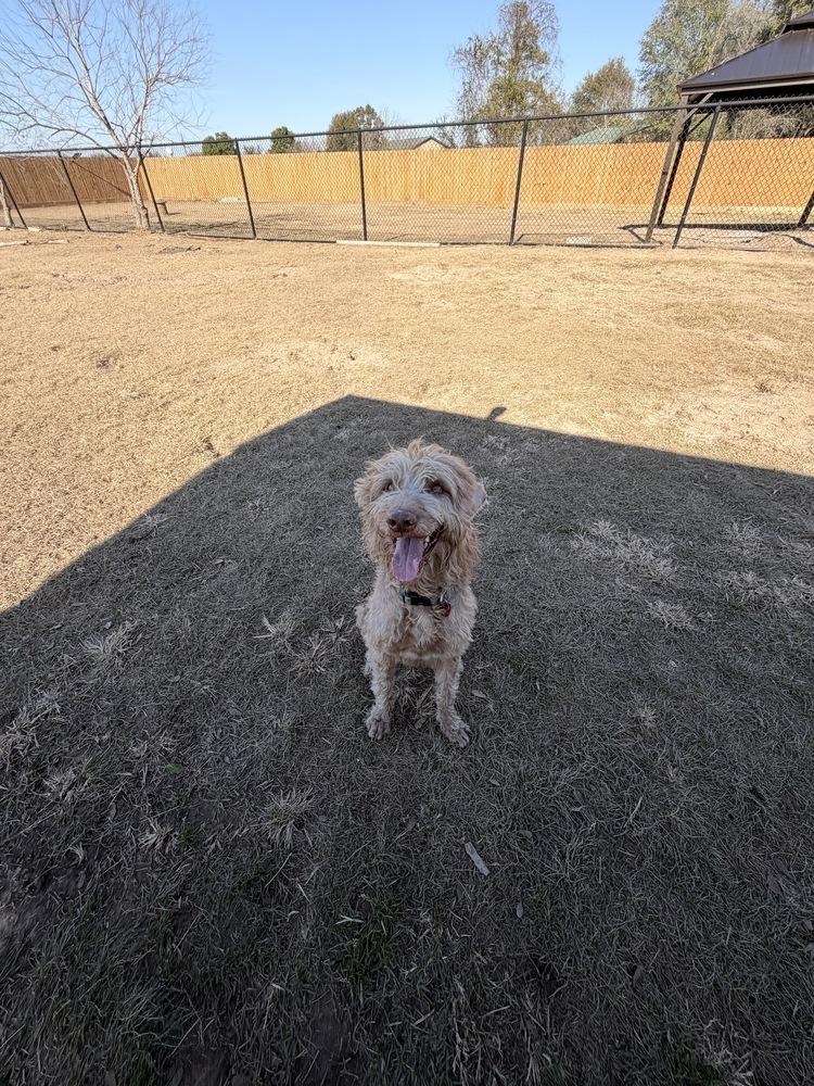 Enlarge Slater, a Adoptable mixed breed in Richmond, TX image 5/5
