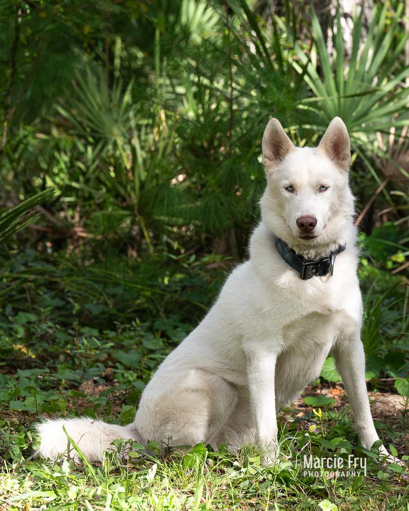 Enlarge Paloma, a ADOPTABLE Siberian Husky in Lake Helen, FL image 1/1