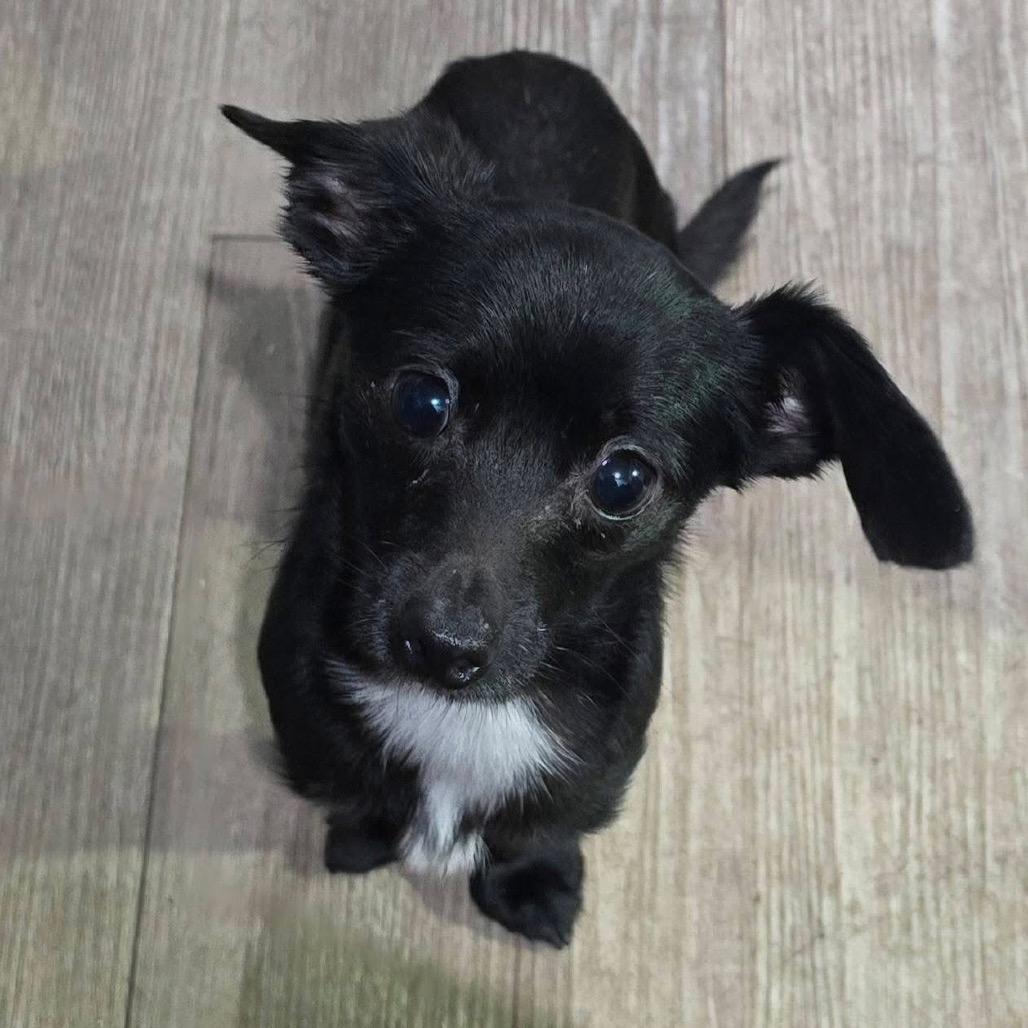 Enlarge Hershey *My Adoption is Pending!*, a Adoptable mixed breed in Wappingers Falls, NY image 1/1