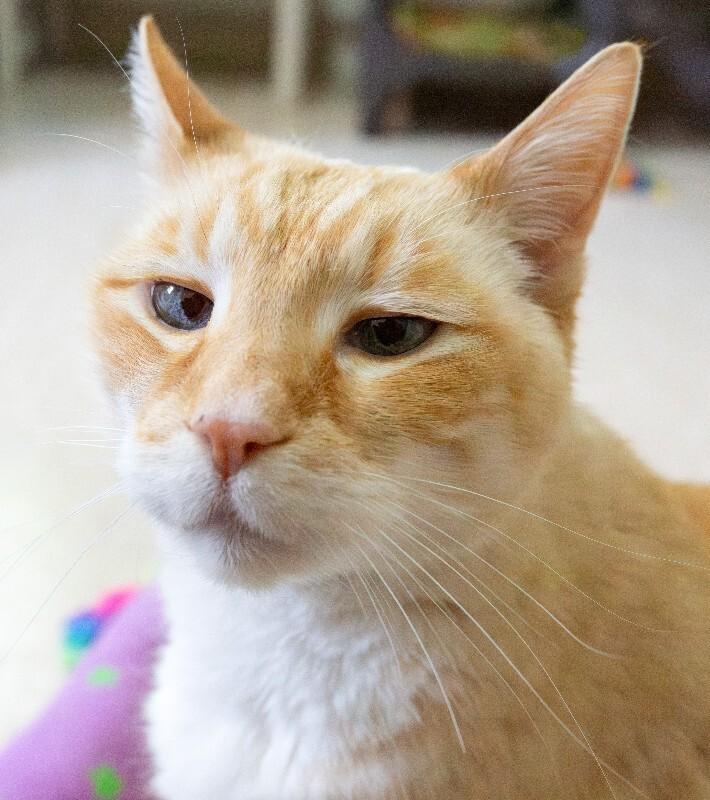 Enlarge Puddy Cat, a Adoptable Domestic Short Hair in Arlington, WA image 1/6