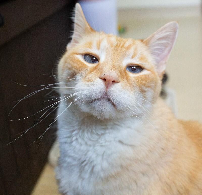 Enlarge Puddy Cat, a Adoptable Domestic Short Hair in Arlington, WA image 2/6