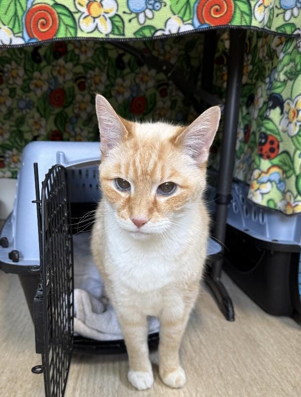 Enlarge Puddy Cat, a Adoptable Domestic Short Hair in Arlington, WA image 3/6