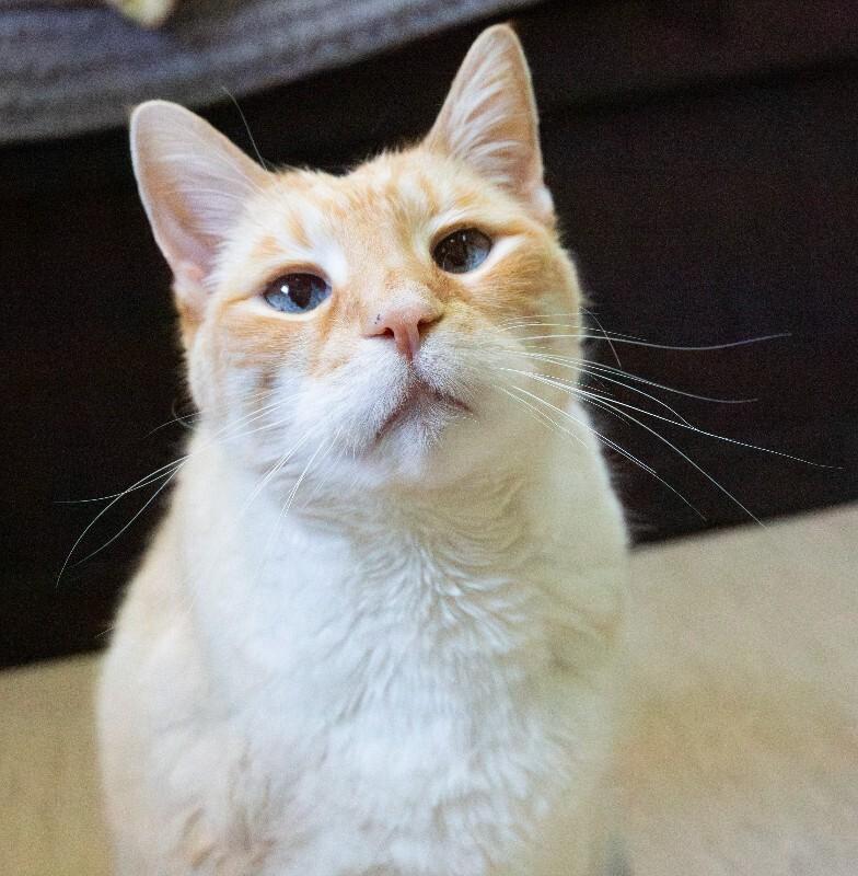 Enlarge Puddy Cat, a Adoptable Domestic Short Hair in Arlington, WA image 4/6