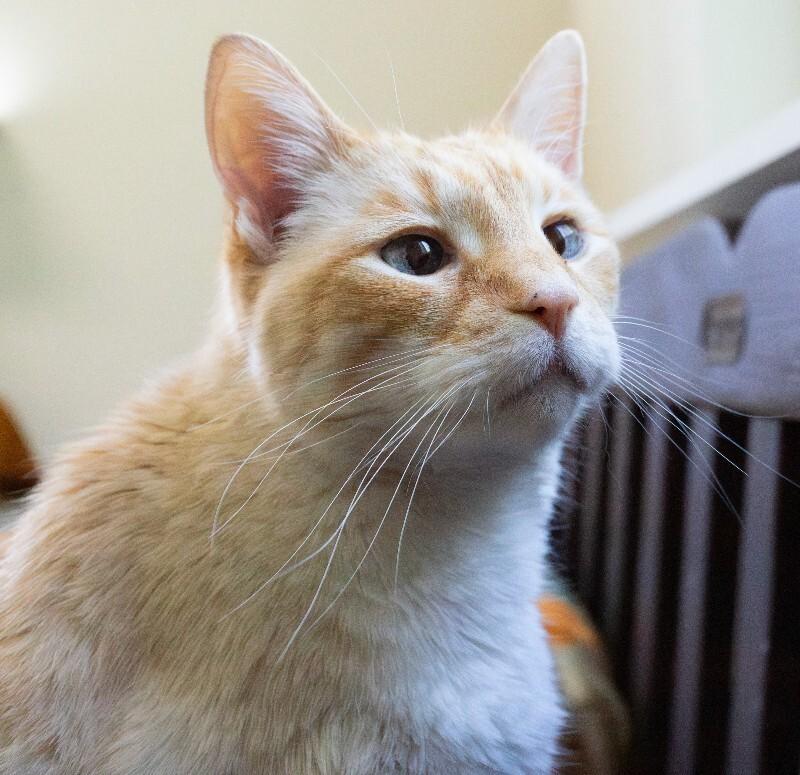 Enlarge Puddy Cat, a Adoptable Domestic Short Hair in Arlington, WA image 5/6