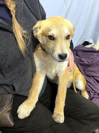 Enlarge Chewie, a ADOPTABLE mixed breed in Bedford Hills, NY image 1/6