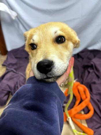 Enlarge Chewie, a ADOPTABLE mixed breed in Bedford Hills, NY image 6/6