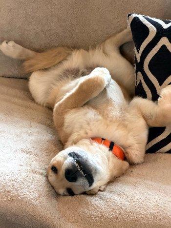 Enlarge Chewie, a ADOPTABLE mixed breed in Bedford Hills, NY image 6/6