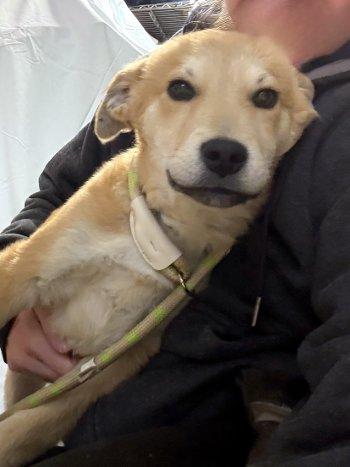 Enlarge Chewie, a ADOPTABLE mixed breed in Bedford Hills, NY image 3/6