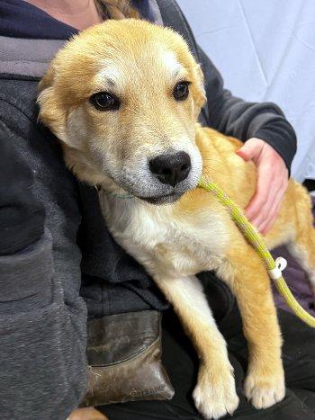 Enlarge Chewie, a ADOPTABLE mixed breed in Bedford Hills, NY image 4/6